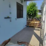 Olive Tree House